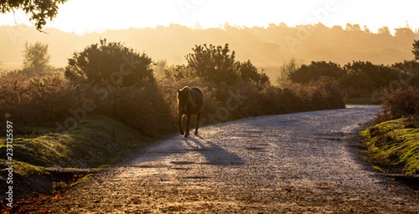 Obraz Horse on the Move