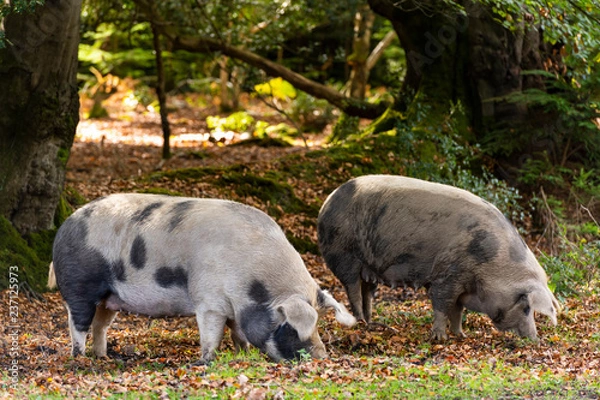 Obraz Pigs in New Forest