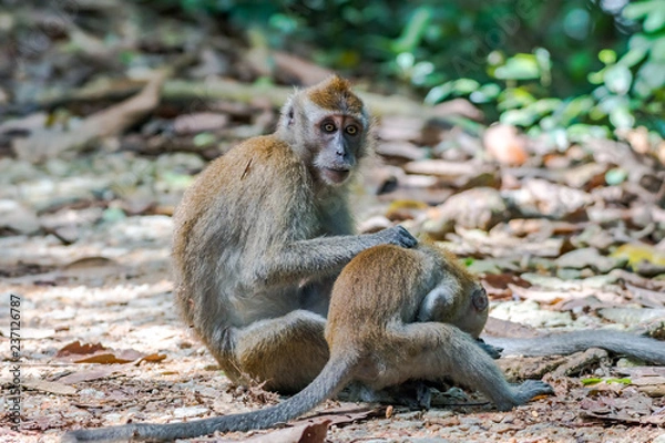 Obraz Long-tailed Macaque_Macaca fascicularis