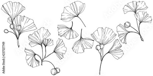 Fototapeta Vector. Engraved black and white ginkgo leaf. Plant botanical garden. Isolated ginkgo illustration element.