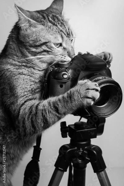 Obraz кот и камера