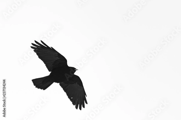 Obraz Oiseau en noir et blanc