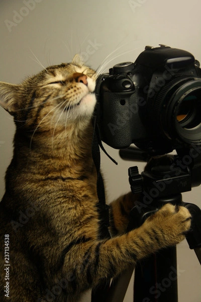 Obraz кот и камера
