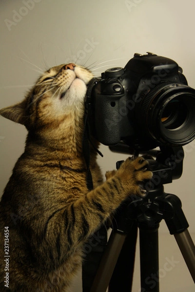 Obraz кот и камера