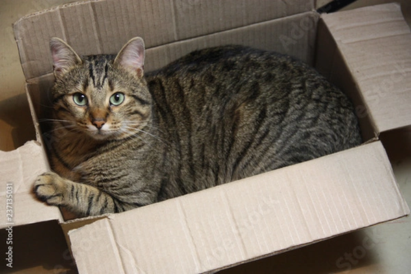 Obraz кот в коробке