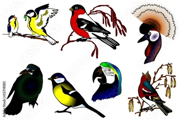 Obraz birds color collection vector