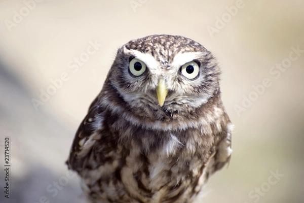 Fototapeta Little Owl