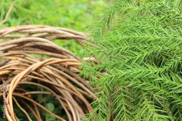 Fototapeta クリスマスのつる集め