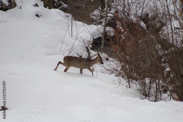 Obraz chevreuil