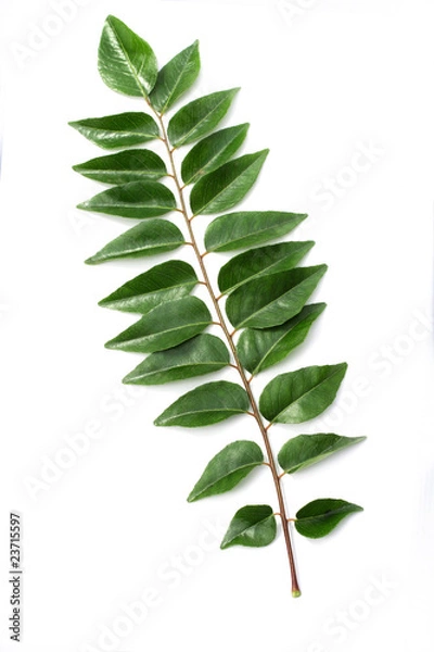 Obraz Curry leaves
