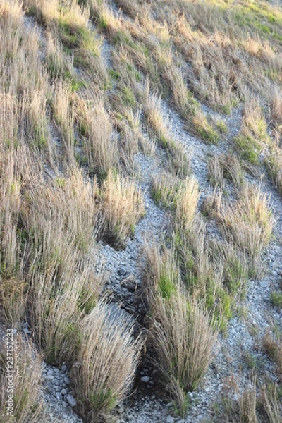 Fototapeta 河原のススキ　風の爪痕