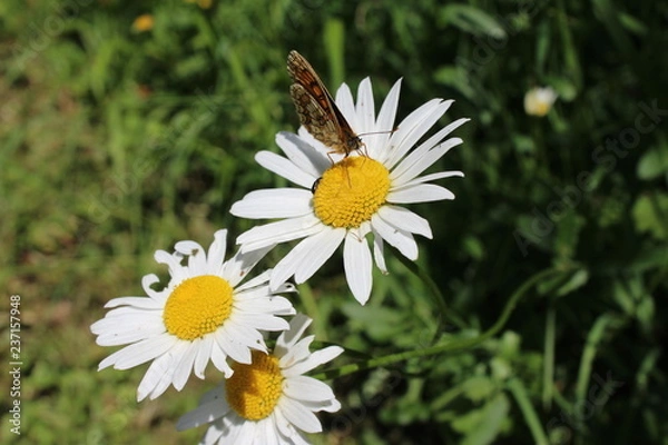Obraz papillon sur fleur