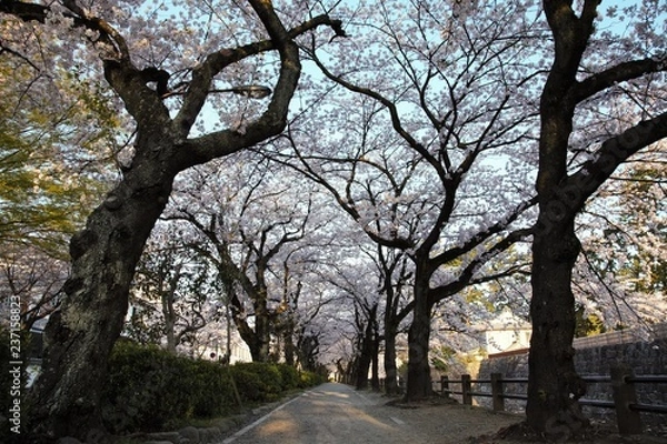 Fototapeta 桜満開