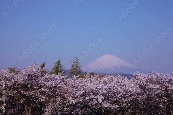 Fototapeta 桜と富士山