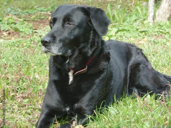 Obraz labrador