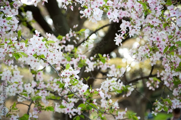 Fototapeta Cherry blossom