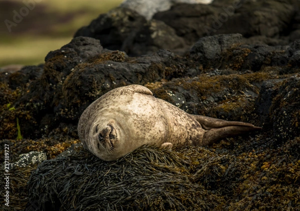 Fototapeta Relaxing Common Seals At The Coast Near Dunvegan Castle On The Isle Of Skye In Scotland