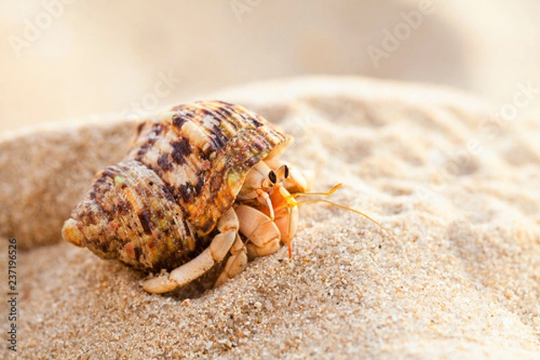 Fototapeta Small hermit crab in the sand of the island Koh Mook, Thailand