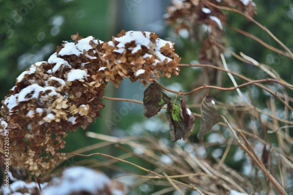 Obraz dry hydrangea flower in winter garden