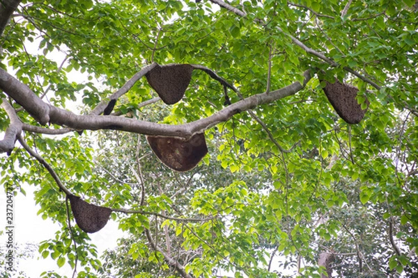 Obraz Honeycombs on the tree