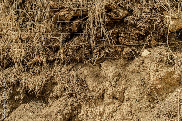 Obraz Raizes na Terra