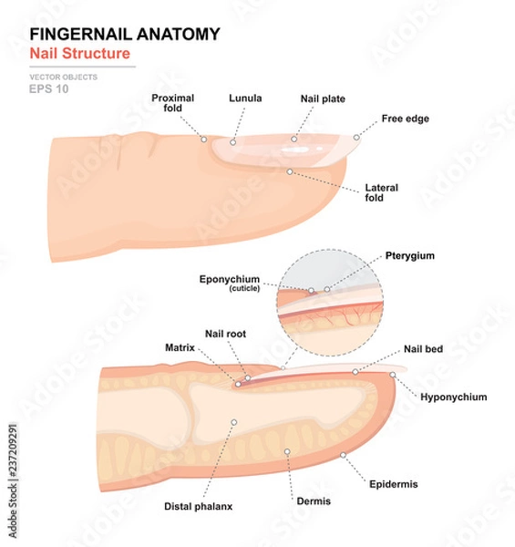 Fototapeta Nauka o ludzkim ciele. Anatomiczny plakat treningowy. Anatomia paznokci. Struktura ludzkiego paznokcia. Przekrój palca. Widok z boku. Szczegółowa ilustracja wektora medycznego