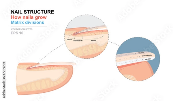Fototapeta Science of human body. Anatomical training poster. Fingernail Anatomy. Structure of human nail. How nails grow. Matrix divisions. Cross-section of the finger. Detailed medical vector illustration