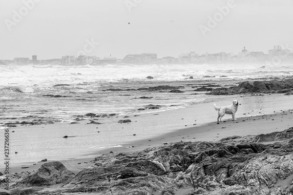 Fototapeta Black and White