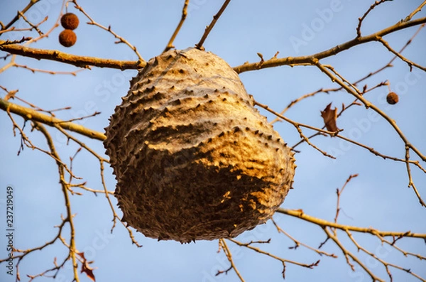 Fototapeta Honeycomb nest hanging on a branch of a tree in autumn