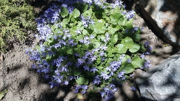 Obraz  Blue Cornflower