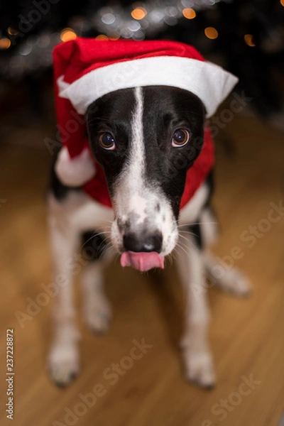 Fototapeta Black & White Lurcher Dog, wearing a santa hat, sat by a Christmas Tree, with blurred background