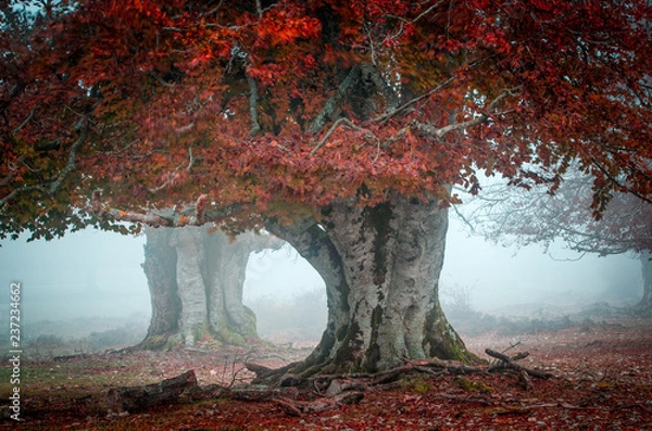 Obraz paseo por la sierra de Urbasa, navarra, norte de españa. autumn walk in Urbasa Mountain, in the north of spain