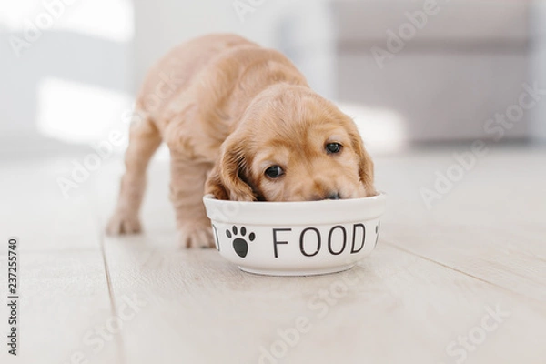 Fototapeta Cocker Spaniel angielski szczeniak jedzenie karmy dla psów