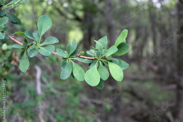 Obraz Green  leaf  flowers