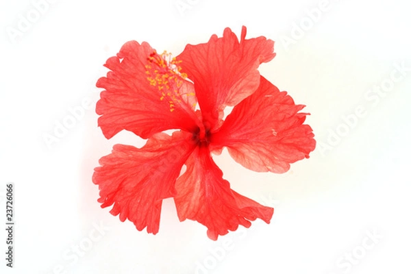 Obraz Red hibiscus tropical flower