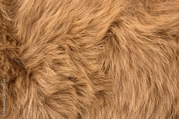 Obraz Natural fur of red polar fox closeup, may be used as background or texture