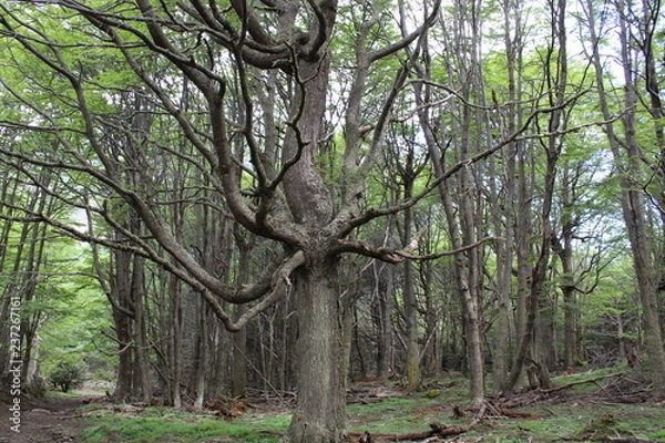Obraz Tree  opening  its  branches  in  the  forest