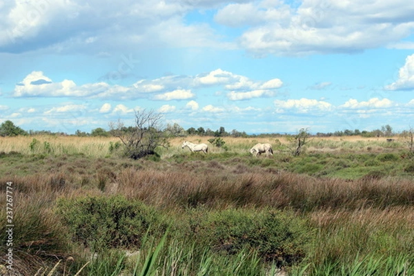 Obraz Camarguepferde 