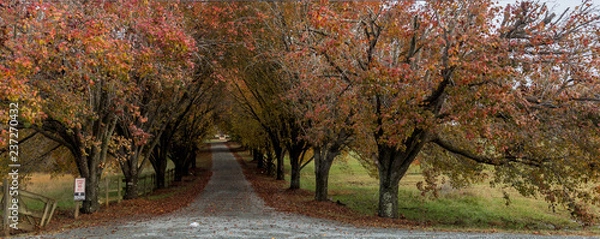 Fototapeta Colorful trees lining coutry lane