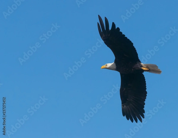 Obraz Bald eagle with spread wings flying over ocean