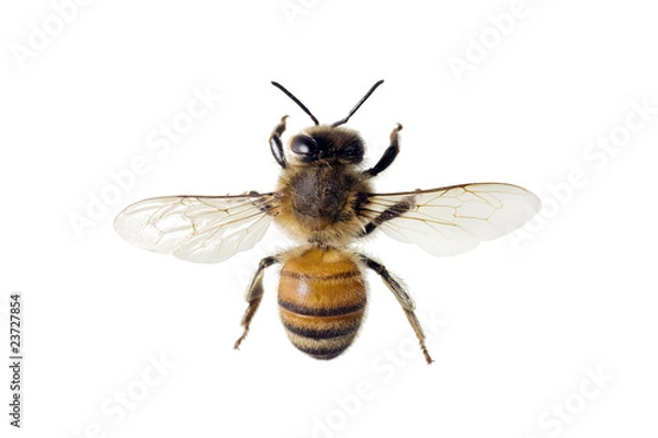Obraz Bee,  Apis mellifera