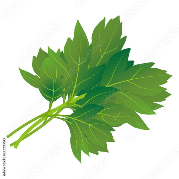 Fototapeta アシタバ