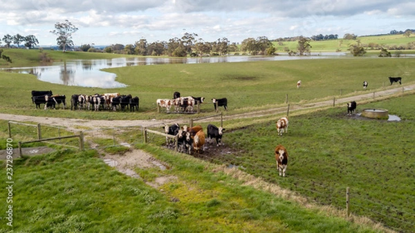 Obraz cows in the paddock
