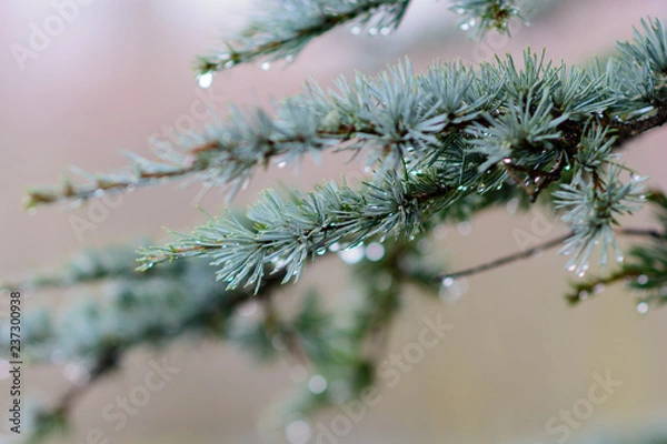 Fototapeta Raindrops