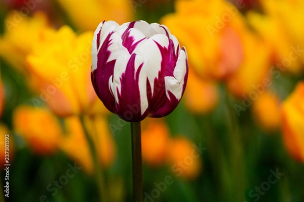 Fototapeta Tulip