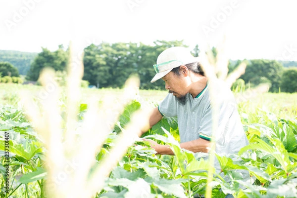 Fototapeta 農業を営む人