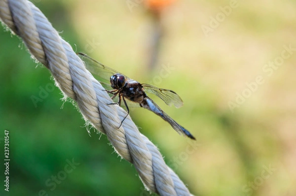 Fototapeta Dragonfly