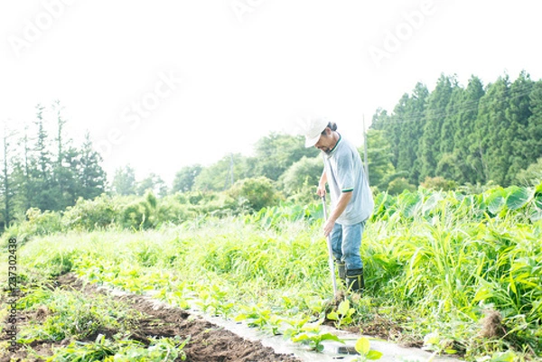 Fototapeta 農業を営む人