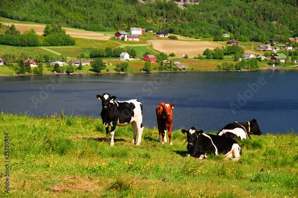 Fototapeta Cows in pasture
