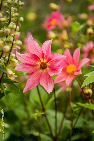 Fototapeta Pink Flower